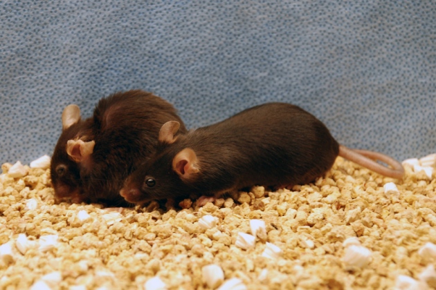 Уничтожение изношенных клеток сделало мышей долгоживущими